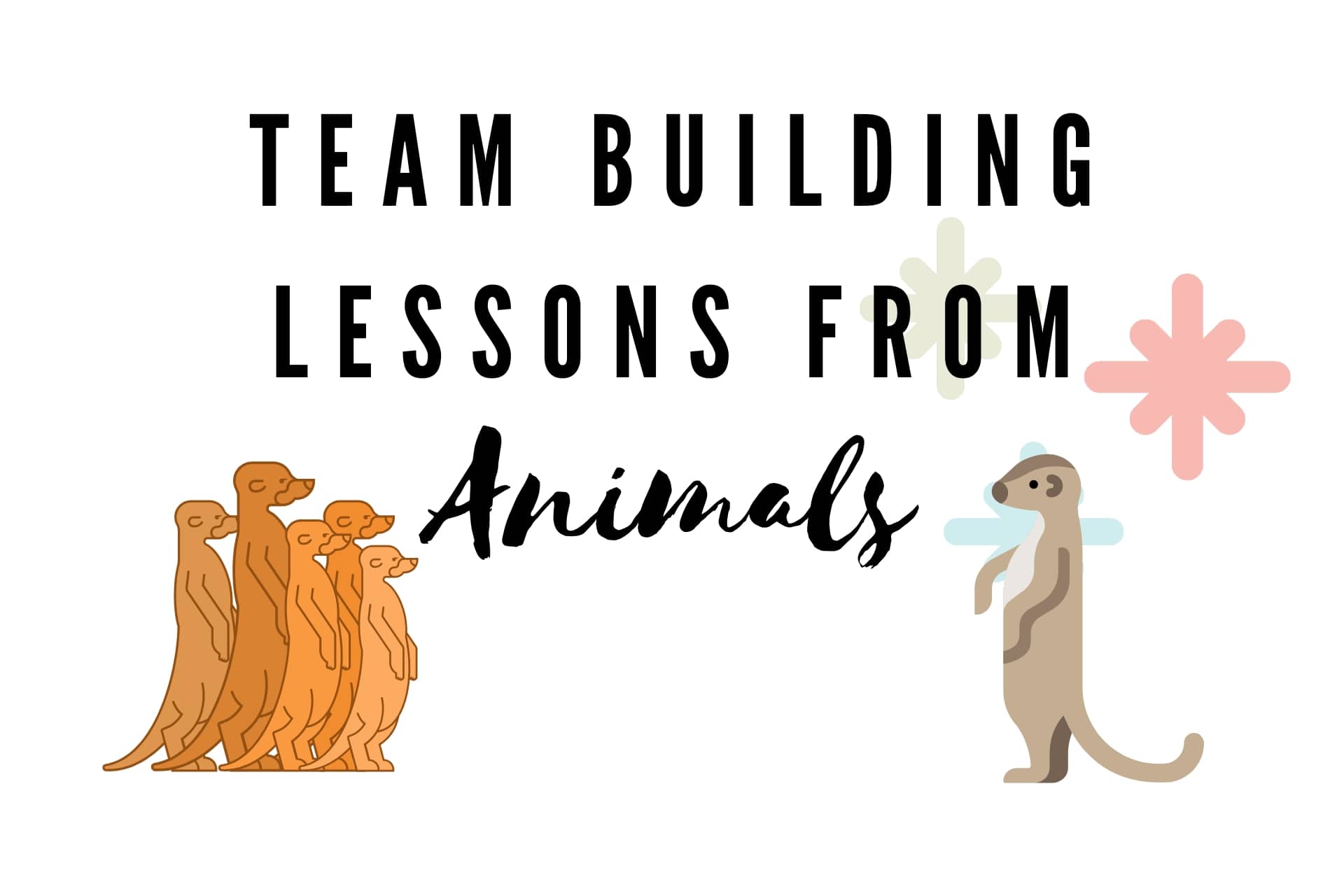 7 Team Building Lessons We Can Learn From Animals